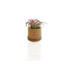 Plante déco dépolluante Tillandsia pot bambou