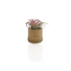 Plante déco dépolluante Tillandsia pot bambou