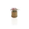 Plante déco dépolluante Tillandsia pot bambou