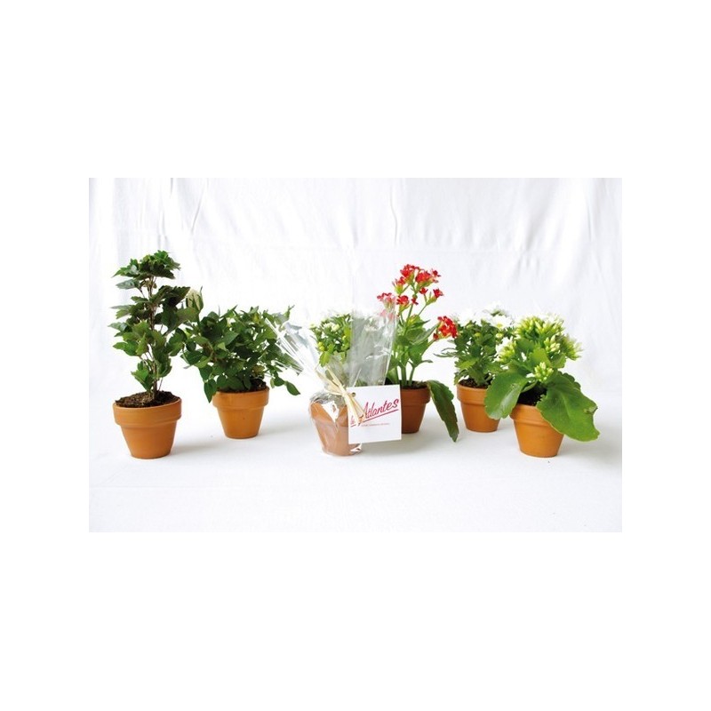 Mini plante fleurie en pot terre cuite