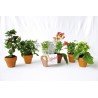 Mini plante fleurie en pot terre cuite