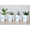 Pot'ordi - mini-plante ordinateur
