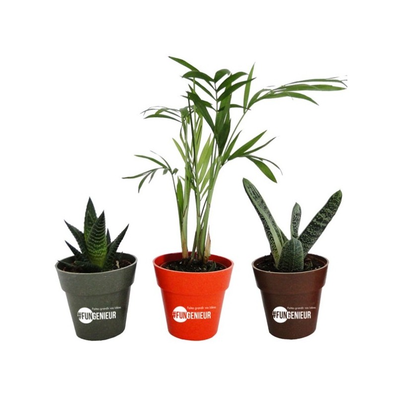 Plante déco en pot bambou