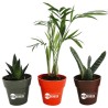 Plante déco en pot bambou