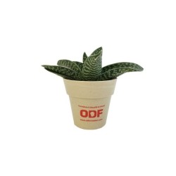 Plante déco en pot bambou