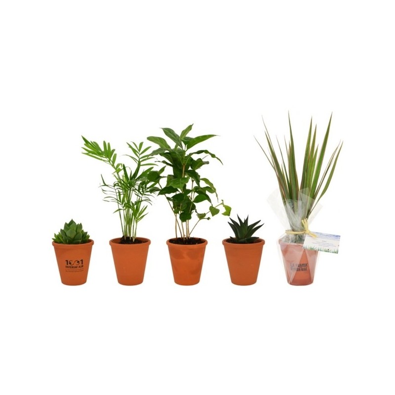 Plante dépolluante en pot terre cuite 10cm