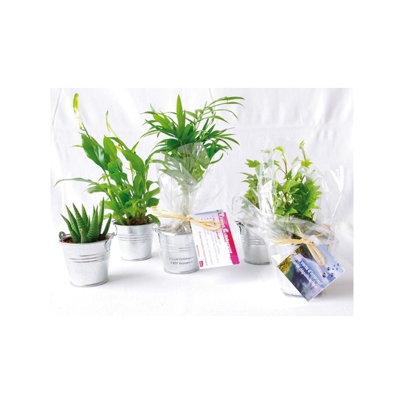 Mini plante dépolluante en pot zinc