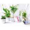 Mini plante dépolluante en pot zinc