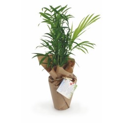 Plante dépolluante zéro déchet