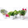 Mini plante en pot zinc