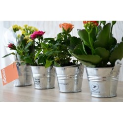 Mini plante en pot zinc