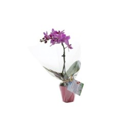 Orchidée petit modèle
