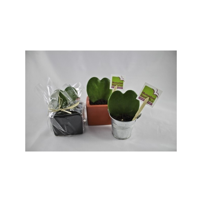 Plante grasse coeur hoya