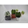 Plante grasse coeur hoya