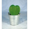 Plante grasse coeur hoya