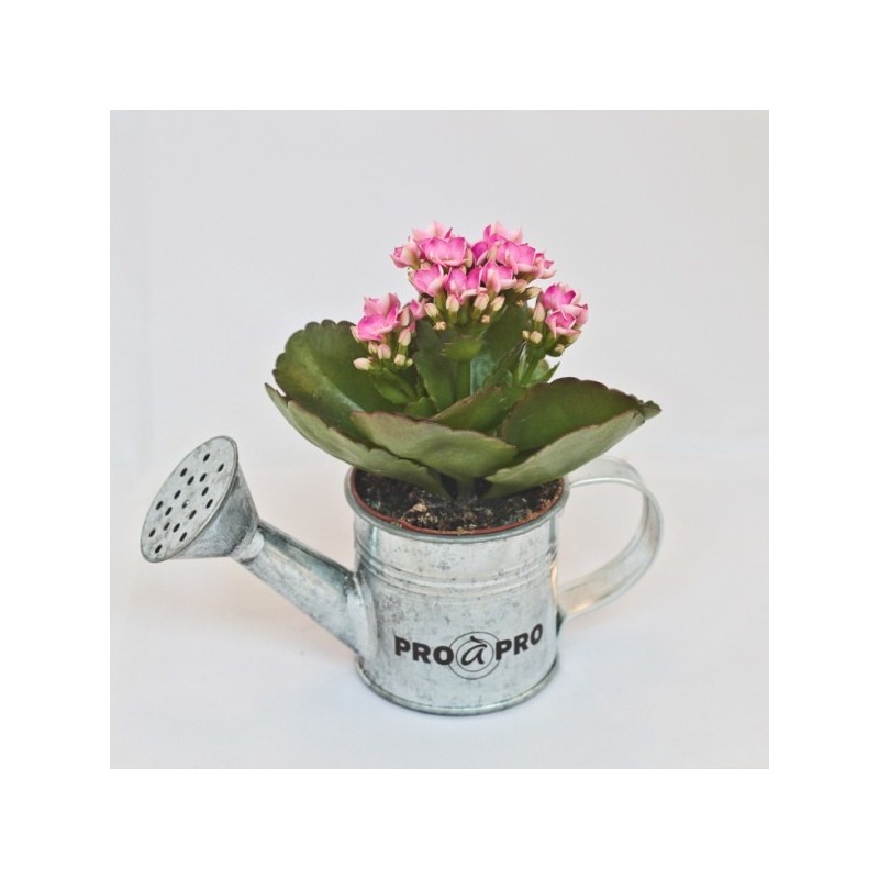 Arrosoir en zinc avec mini plante fleurie