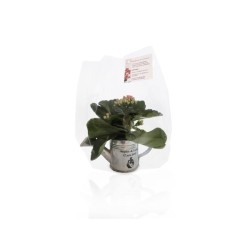 Arrosoir en zinc avec mini plante fleurie