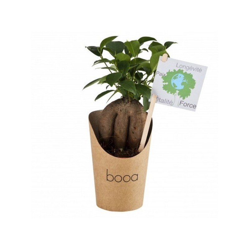 Bonsai en pot carton