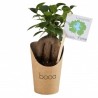 Bonsai en pot carton
