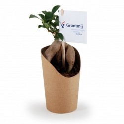 Bonsai en pot carton