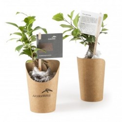 Bonsai en pot carton