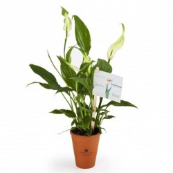 Spathiphyllum - Plante dépolluante en pot