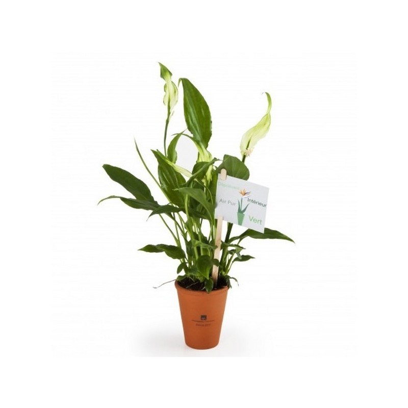 Spathiphyllum - Plante dépolluante en pot