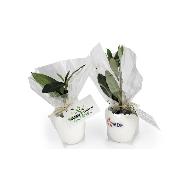 L'oeuf - mini plant arbre