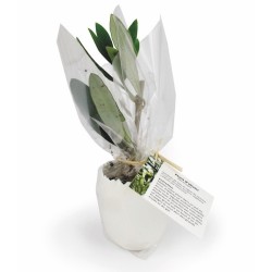 L'oeuf - mini plant arbre