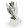 L'oeuf - mini plant arbre
