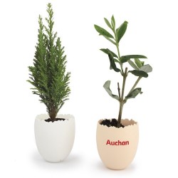 L'oeuf - mini plant arbre