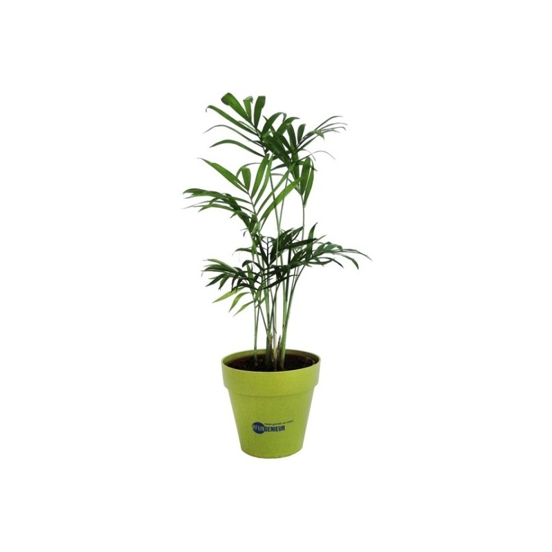 Plant d'arbre en pot terre bambou