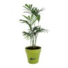 Plant d'arbre en pot terre bambou
