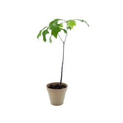 Plant d'arbre en pot terre bambou