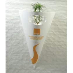 Plant d'arbre en cornet kraft