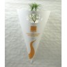 Plant d'arbre en cornet kraft