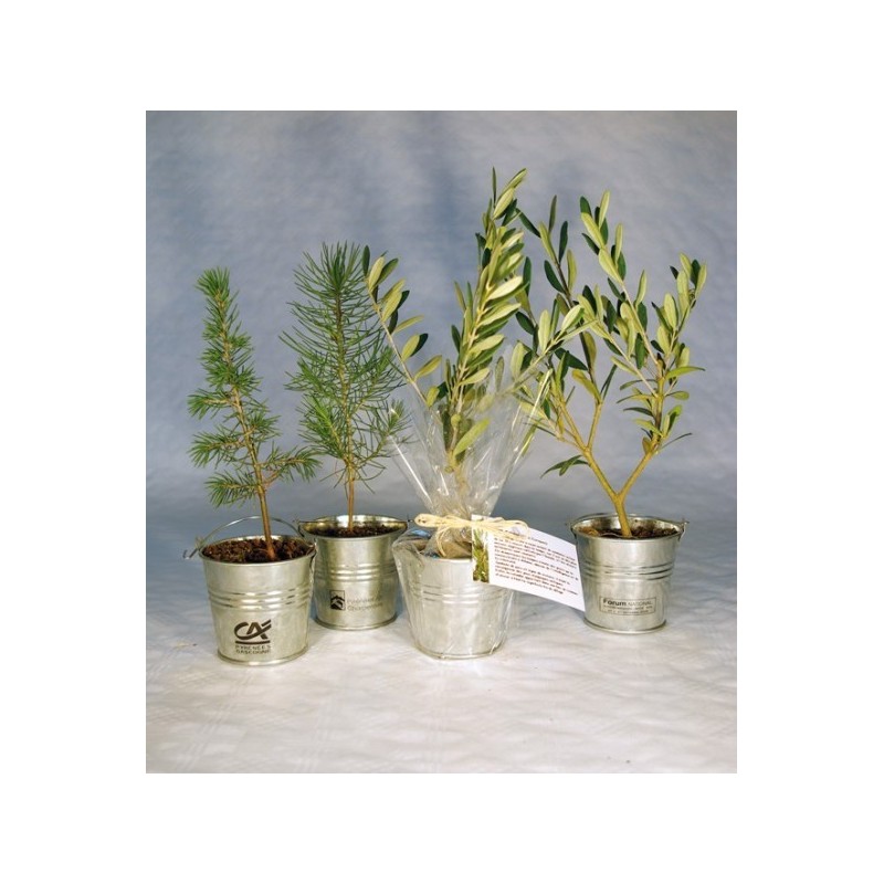 Plant d'arbre en pot zinc
