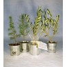 Plant d'arbre en pot zinc
