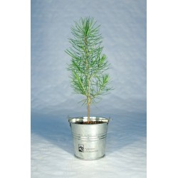 Plant d'arbre en pot zinc