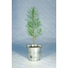 Plant d'arbre en pot zinc