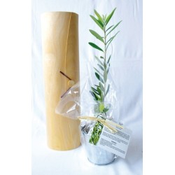 Plant d'arbre en tube bois