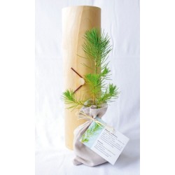 Plant d'arbre en tube bois