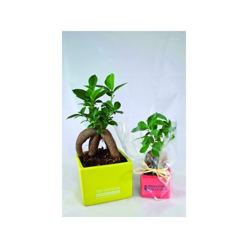 Ficus ginseng - petit format