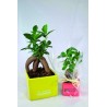 Ficus ginseng - petit format