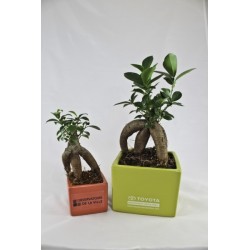 Ficus ginseng - petit format