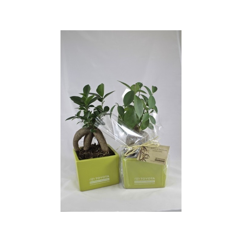Ficus ginseng - grand format