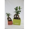 Ficus ginseng - grand format