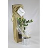 Plant d'arbre en sac kraft