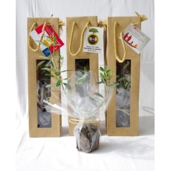 Plant d'arbre en sac kraft