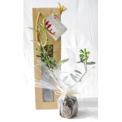 Plant d'arbre en sac kraft